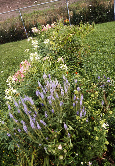 Captured & Escaped, 1995, detail (alien and native wildflowers)