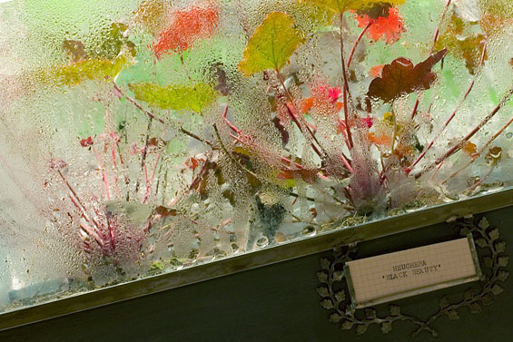 The Terrarium Project, 2006, detail (Terrarium plants)