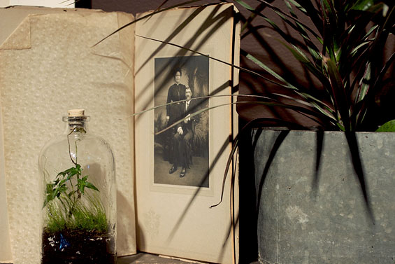 The Terrarium Project, 2006, detail (Mary Manis’ study)