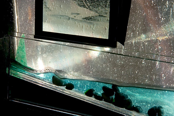 The Terrarium Project, 2006, detail (Mary Manis’ study desk)
