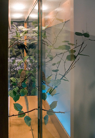 Vagabond Vitrine, 2010, Cowbird male and female in birch branches