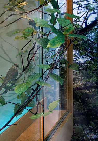 Vagabond Vitrine, 2010, Cowbird, birch branches and photomural.