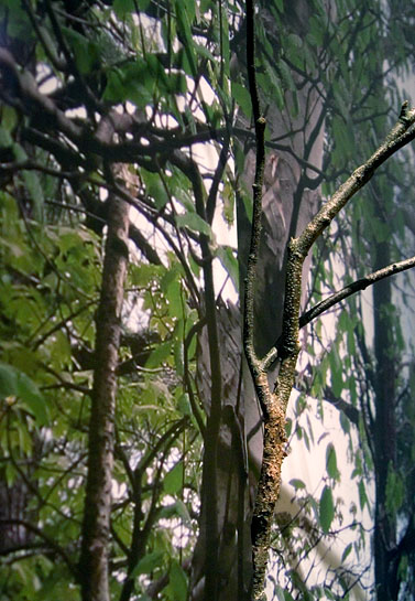 Vagabond Vitrine, 2010, birch branches and photomural
